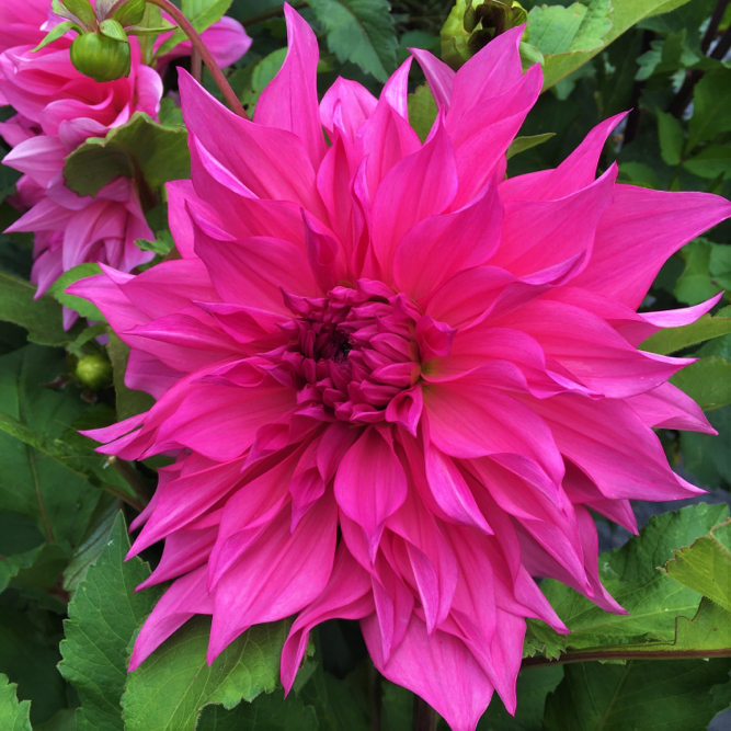 Dahlia Cafe Au Lait Rose